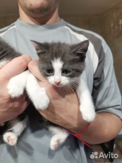 Котята в дар