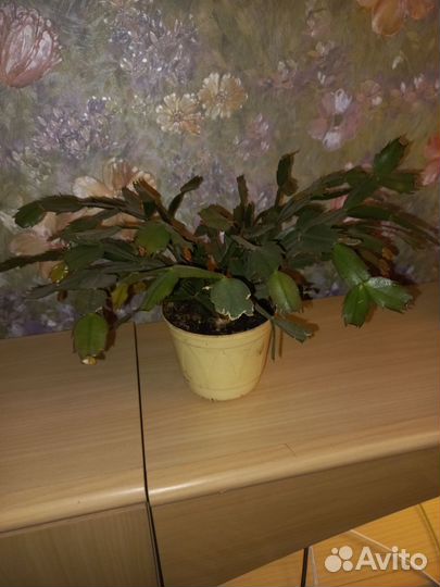 Декабрист и спатифилум