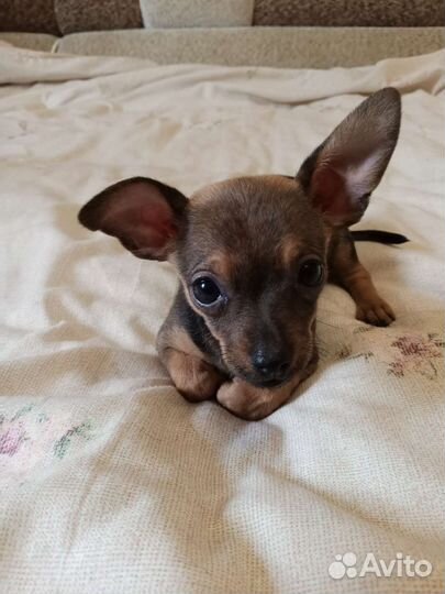 Той-терьер щенки