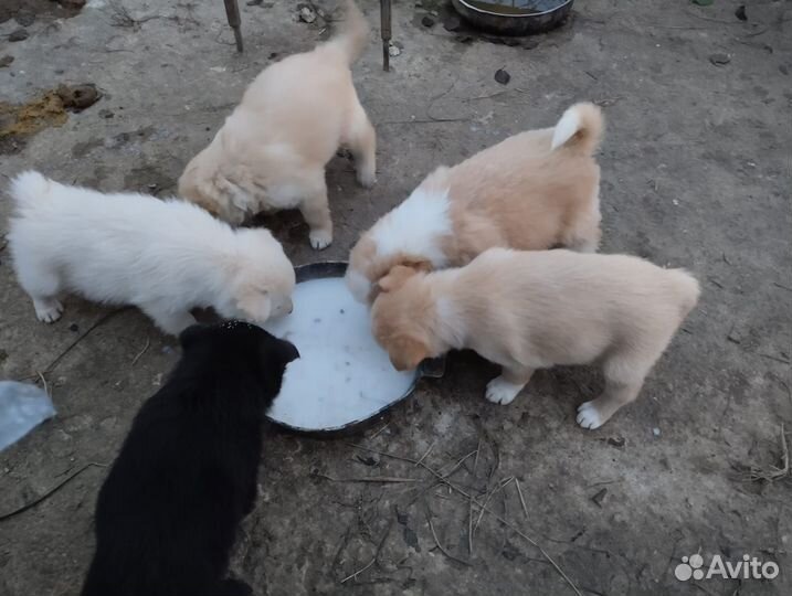Отдам бесплатно щенки