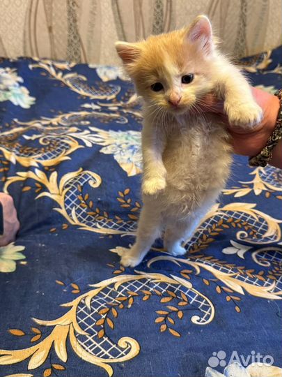 Котята в добрые руки приучены к лотку