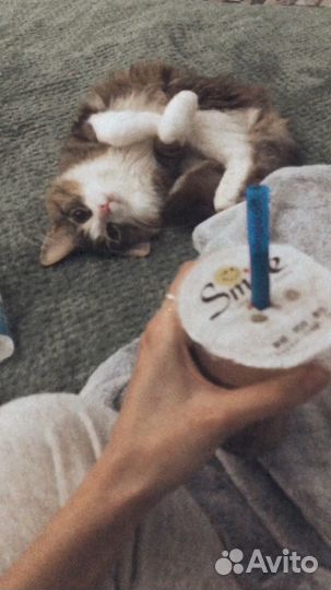 Передержка собак и кошек