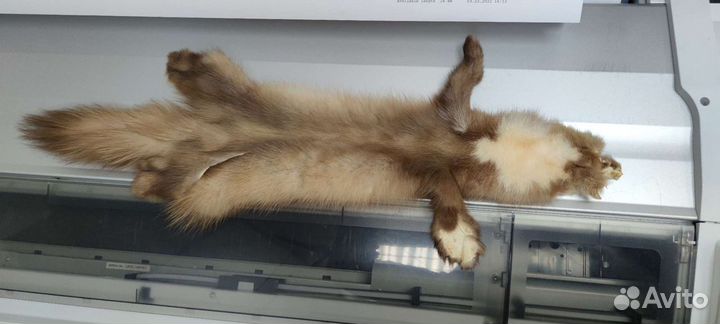 Шкурки пушнина мех куница и норка