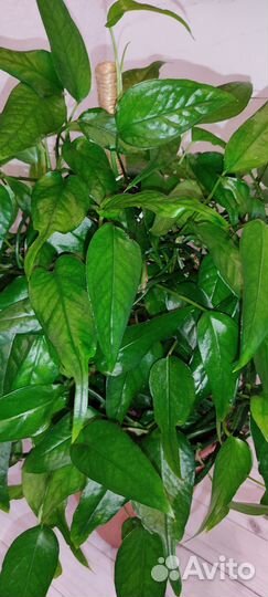 Эпипремнум Pinnatum Skeleton Key