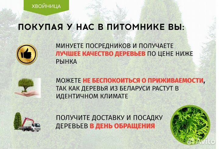 Туи крупномеры 6,5 м