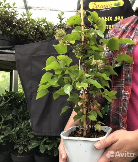 Клематис Kири Те Канава (1 саж.; 15-25 см)