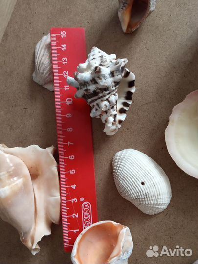 Ракушки рапаны морские