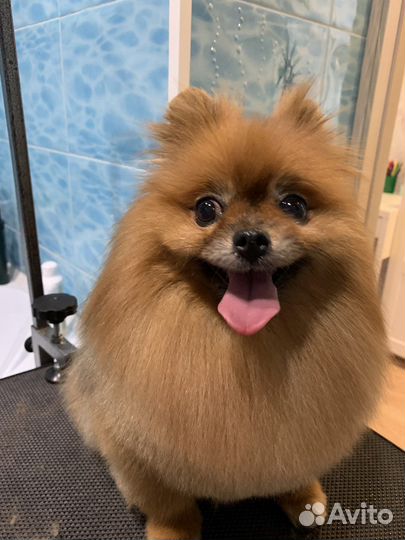 Стрижка собак. Стрижка кошек. Груминг. Грумер