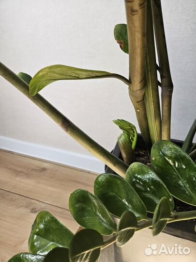 Замиокулькас