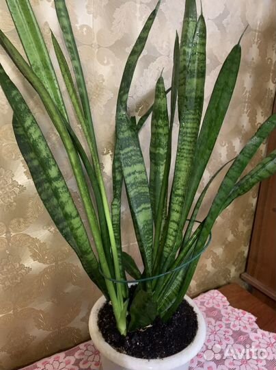 Цветок Сансевиерия (тещин язык)