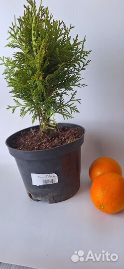 Туя шаровидная даника