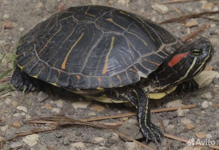 Красноухая черепаха с аквариумом