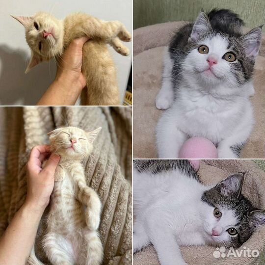 Котята мальчики в добрые руки бесплатно