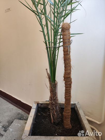 Финиковая пальма