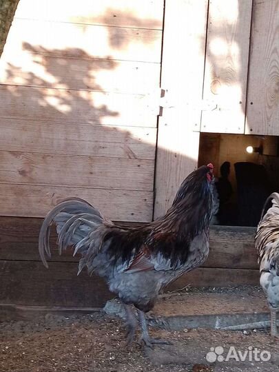 Молодые петушки