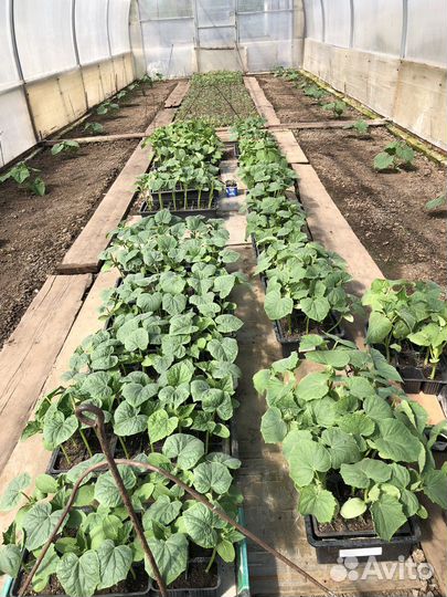 Рассада помидор и перцев