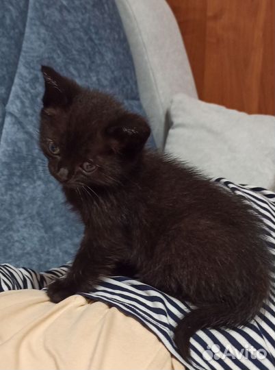 Котёнок