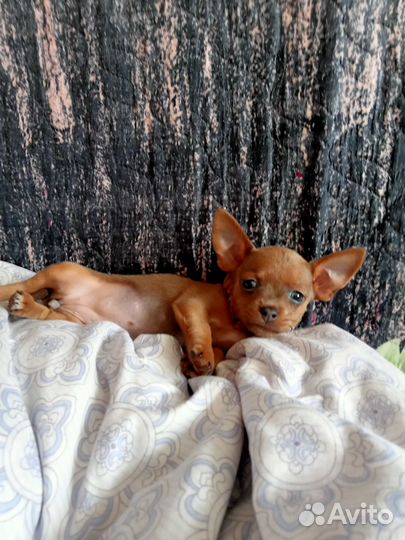 Мини тоечка