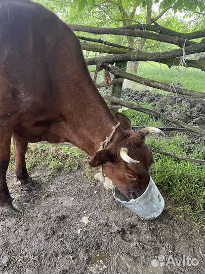 Красностепные коровы