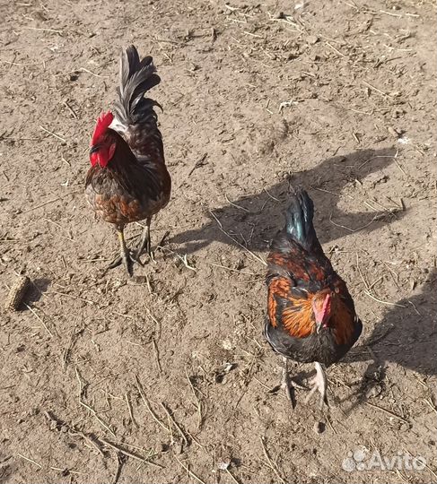 Петушки молодые