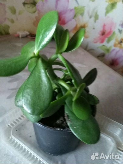 Толстянка(денежное дерево)