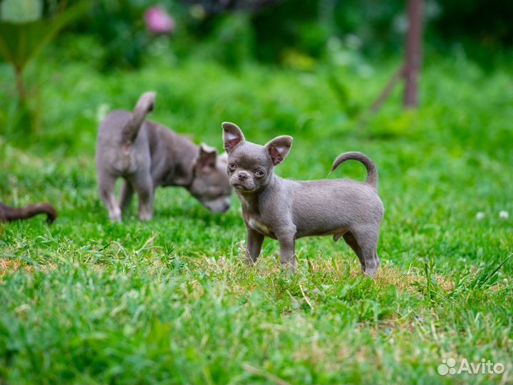 Чихуахуа мальчик уникального окраса