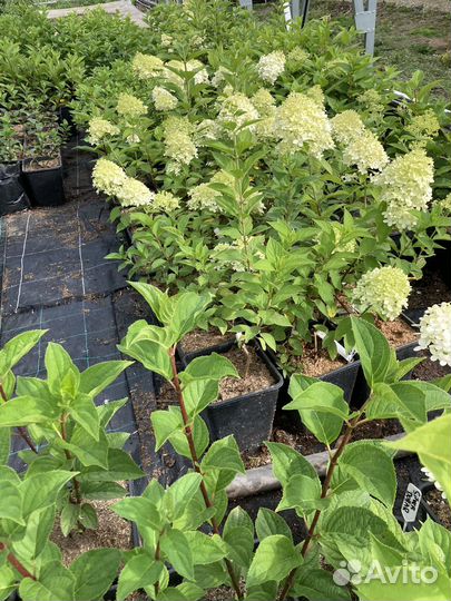 Саженцы метельчатой гортензии