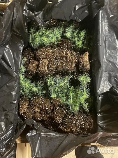 Сеянцы сосны зкс