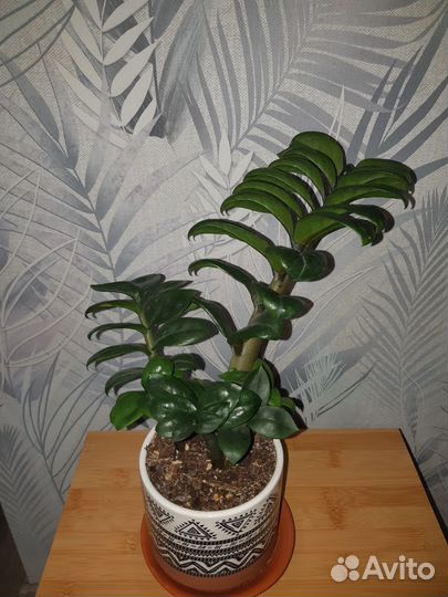 Замиокулькас зензи