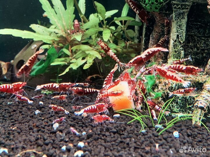 Креветки Galaxy Fishbone red (Caridina)