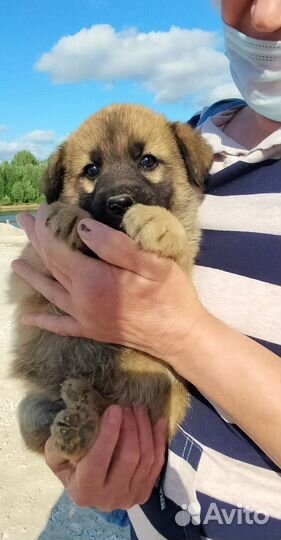 Щенок
