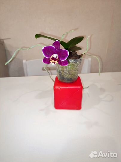 Орхидея фаленопсис мини