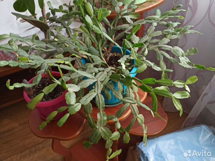 Комнатные цветы