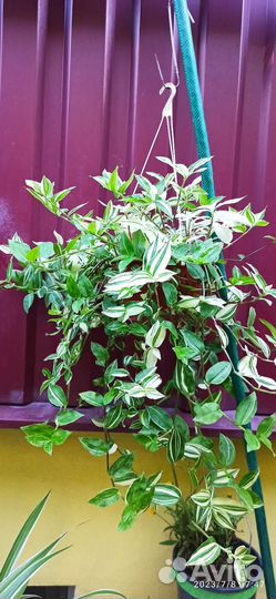 Бегония, хлорофитум, несколько видов традесканции