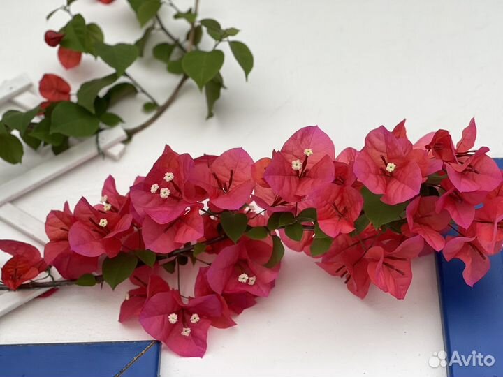 Бугенвилия