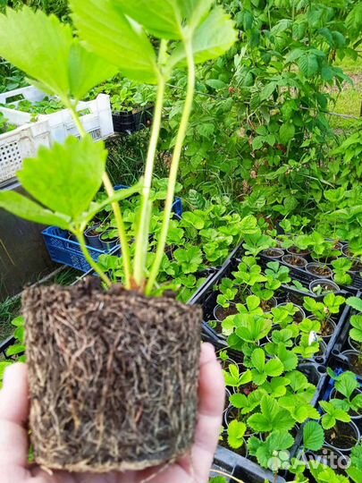 Рассада клубники зкс