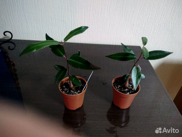 Петопентия наталийская, каудексный суккулент