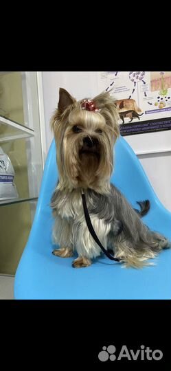 Щенки йорка