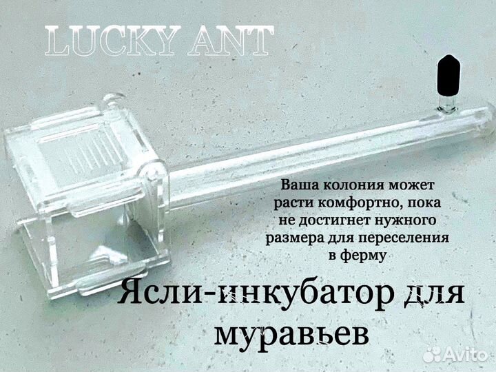 Муравьи Инкубатор для муравьев Ферма для муравьев