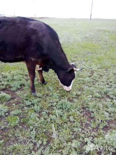 Коровы,телята,телочка