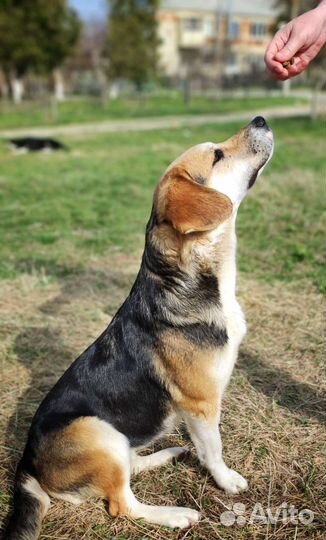 Малышка Чара бесплатно в добрые руки