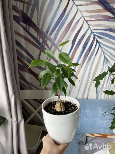 Фикус бенджамина