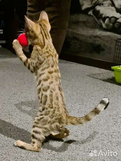 Бенгальские котята