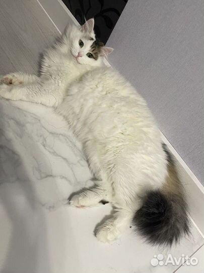 Кошка 1.5 года