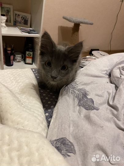 Котенок (метис)