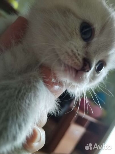 Британские котята шиншилла