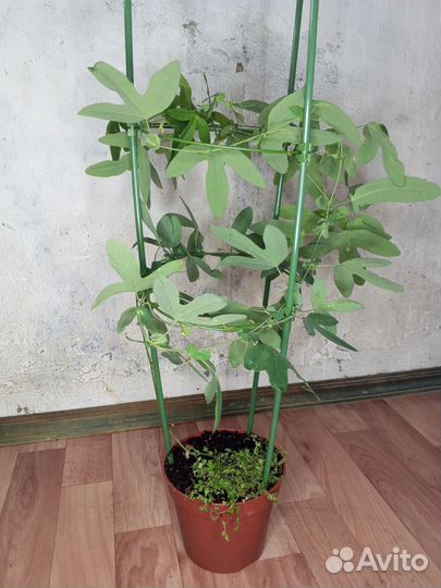 Пассифлора