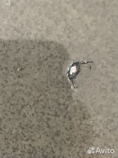 Лобовое стекло