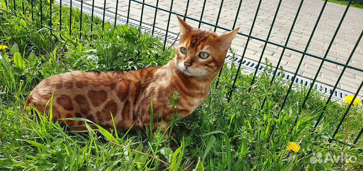 Бенгальский кот вязка