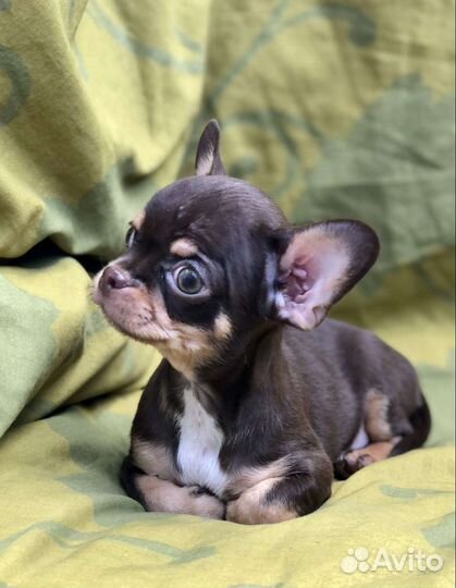 Щенки чихуахуа мальчик
